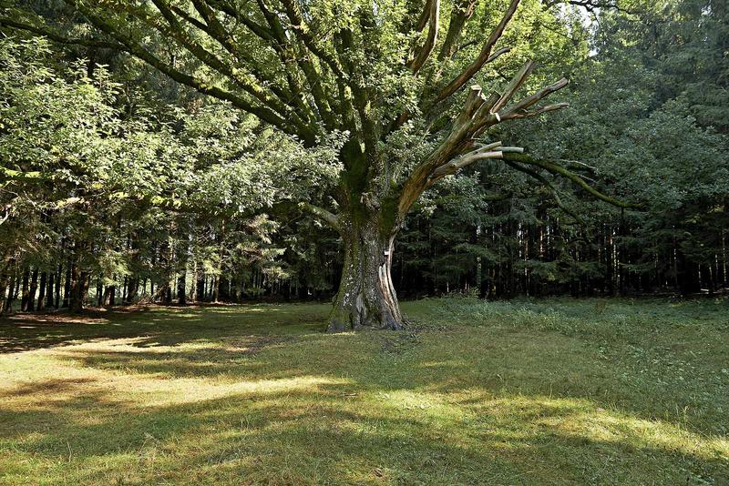 Sentiers Plaisir : Sorcières, gardiennes d'un savoir ancestral