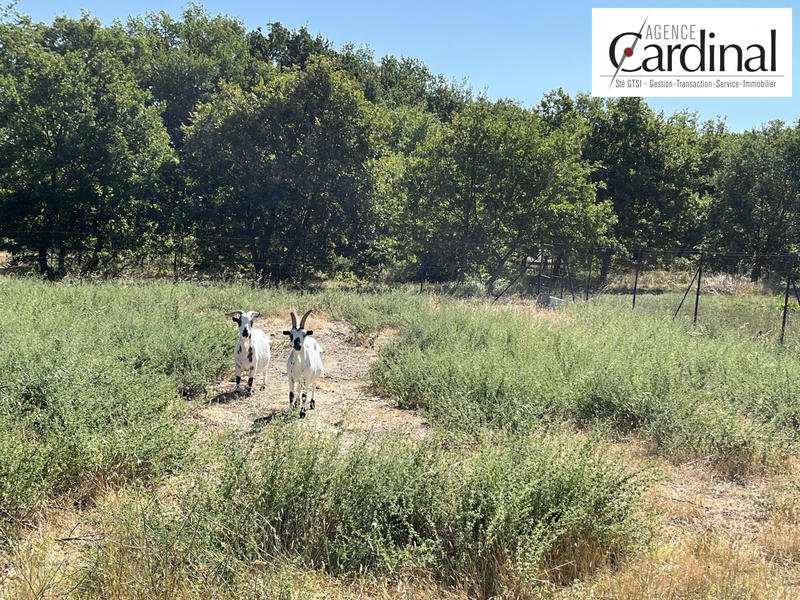 Viager - Maison - 113 m² - 4 pièces