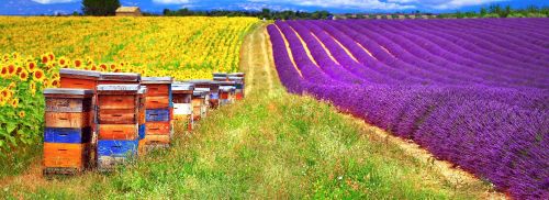 Les Miels d'Uzes Famille Boileau Apiculture