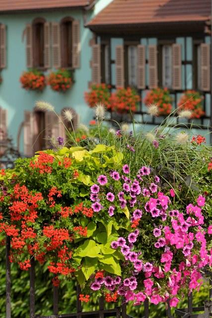Visite commentée du Sentier viticole de Bergheim