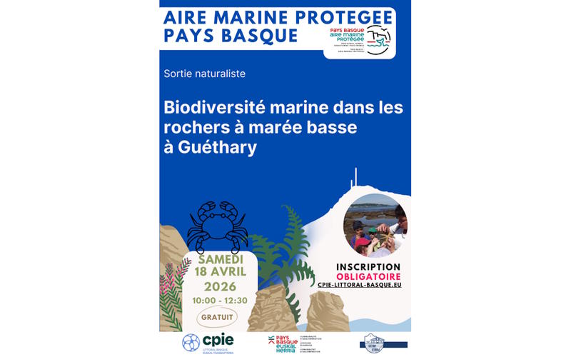 Sortie naturaliste : Biodiversité marine dans les rochers à marée basse à Guéthary