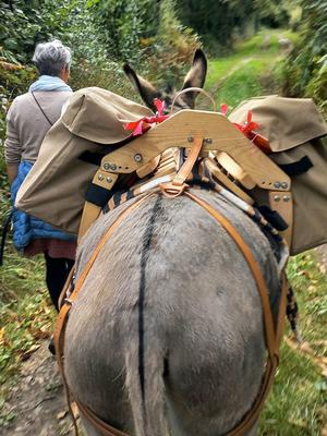 Découverte du bocage avec un âne du Cotentin