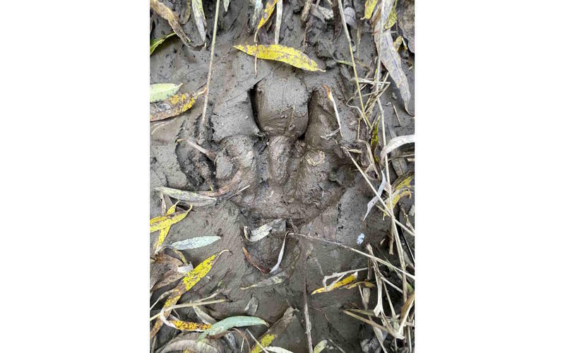 Randonnée accompagnée : pister la nature