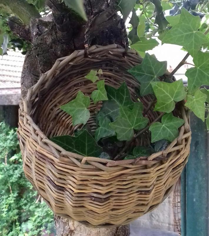 Stage de vannerie "Hiver et Printemps"