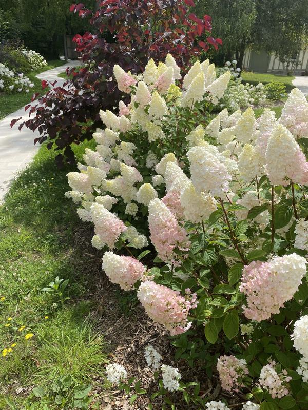 Maison ancienne - 238 m² - 10 pièces