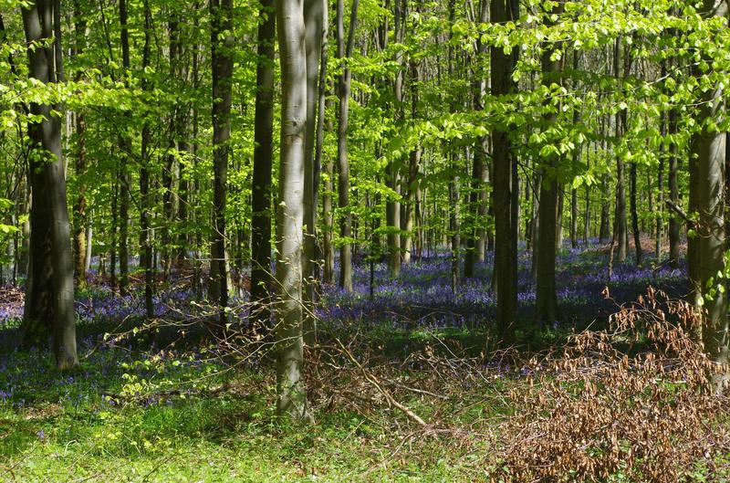 Les mille visages de la forêt d'Eu