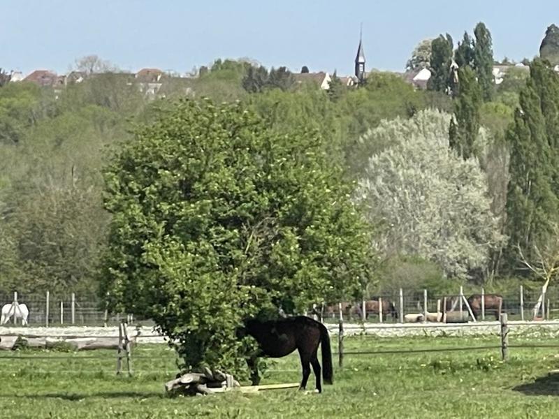 Maison - 455 m² - 12 pièces