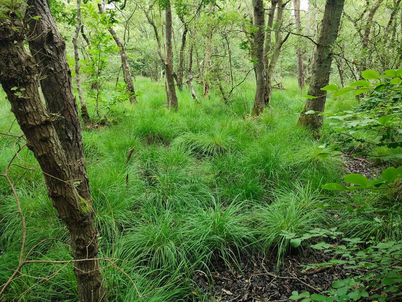 Balade nature - Terre et Mer autour du Bois des Communes