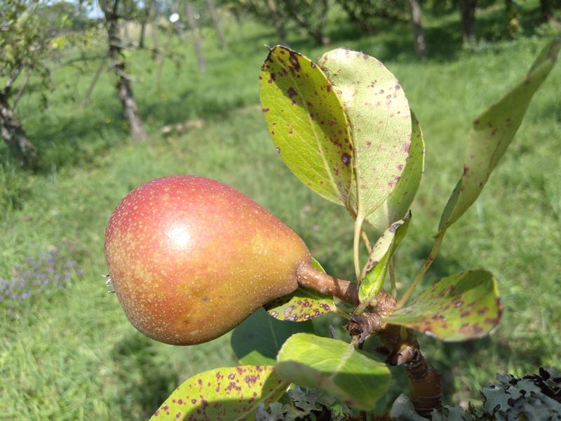 Nobles poires et prunes exquises