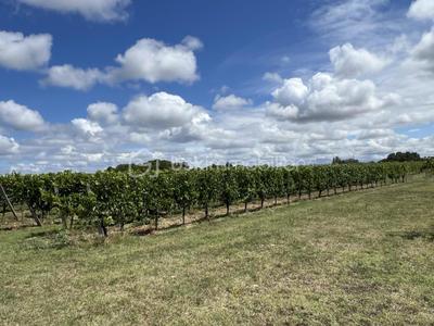 Terrain - 237 900 m²