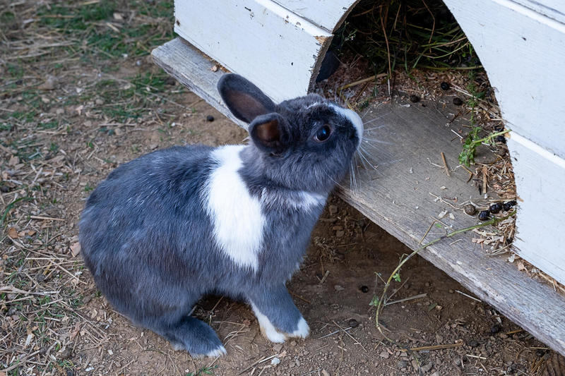 Visite active et pédagogique de la ferme Equi'libre