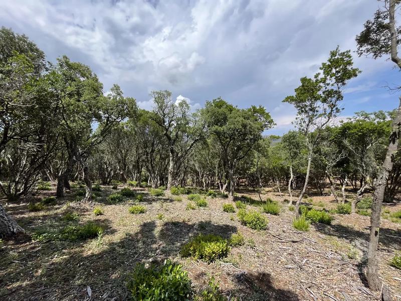 Terrain - 25 956 m²