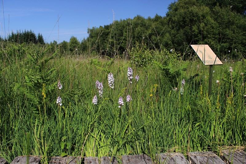 Balade nature - Randonnée armoricaine