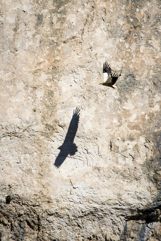 Exposition : les Alpilles par nature