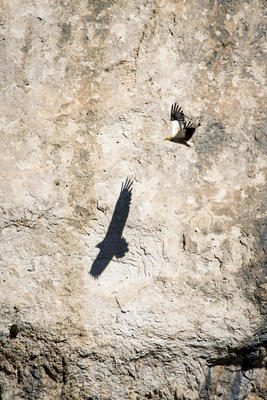 Exposition : les Alpilles par nature