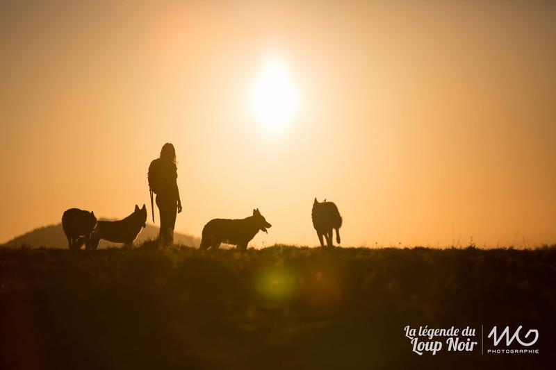 Cani-Rando à la découverte de la meute