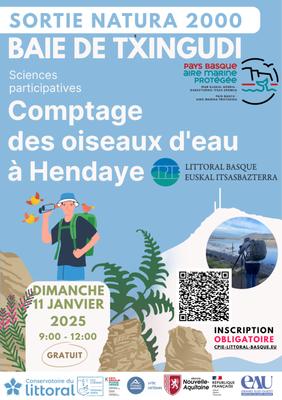 Comptage international des oiseaux d'eau