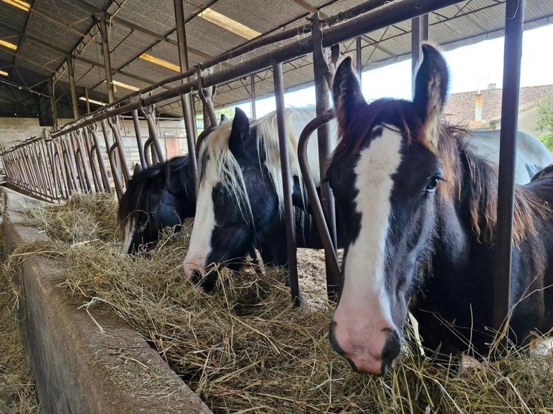 Maison - 310 m² - 15 pièces