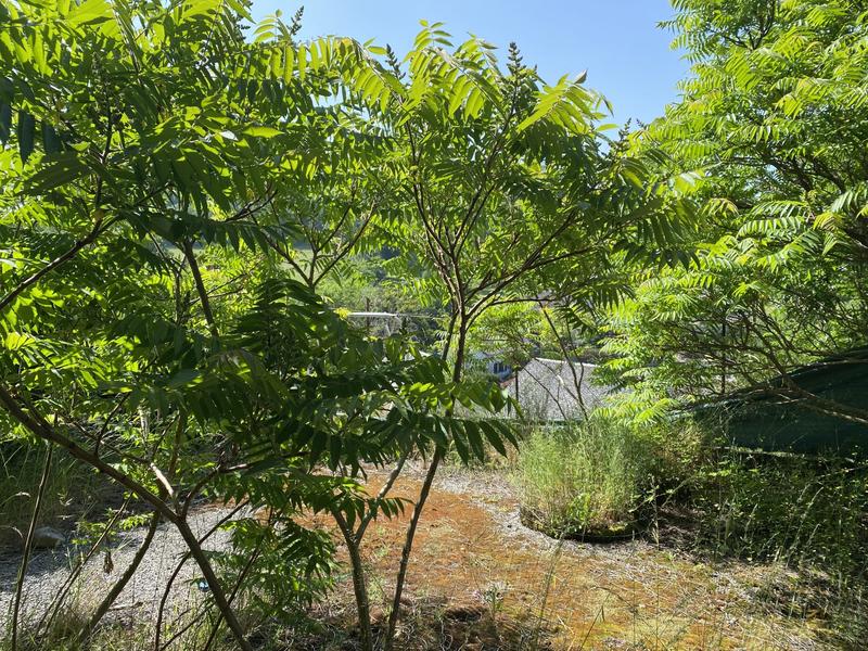 Maison ancienne - 130 m² - 5 pièces