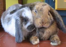 clinique vétérinaire de l'île