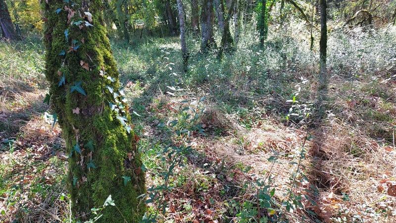 Terrain constructible - 1 255 m²