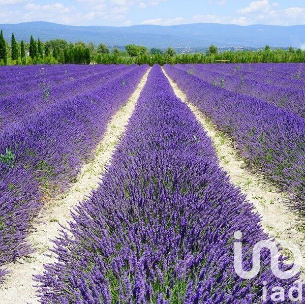 Maison de village - 160 m² - 7 pièces