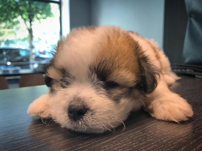 Ouest My Vet Clinique vétérinaire