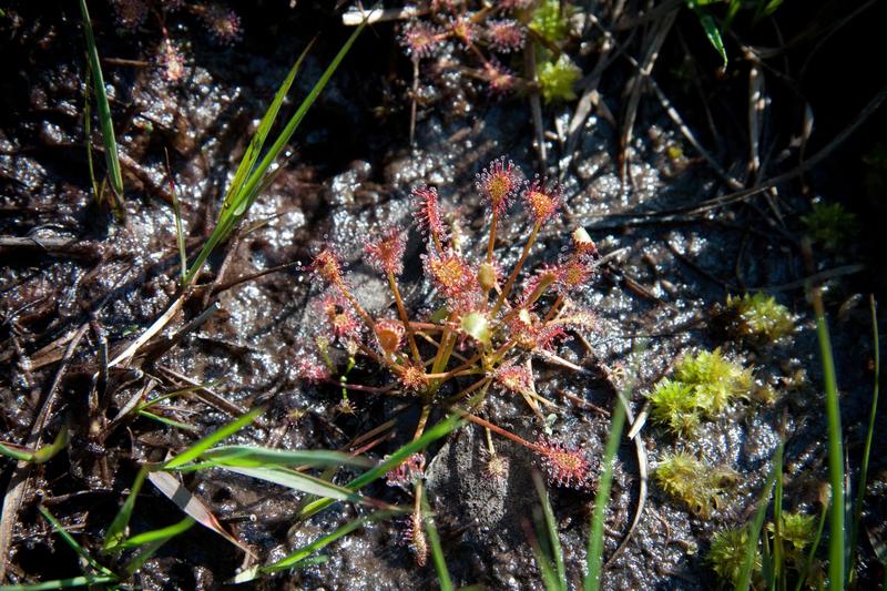 Tourbière des Dauges : la fine fleur de la flore