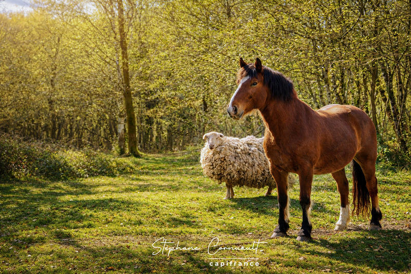 Propriété - 251 m² - 7 pièces