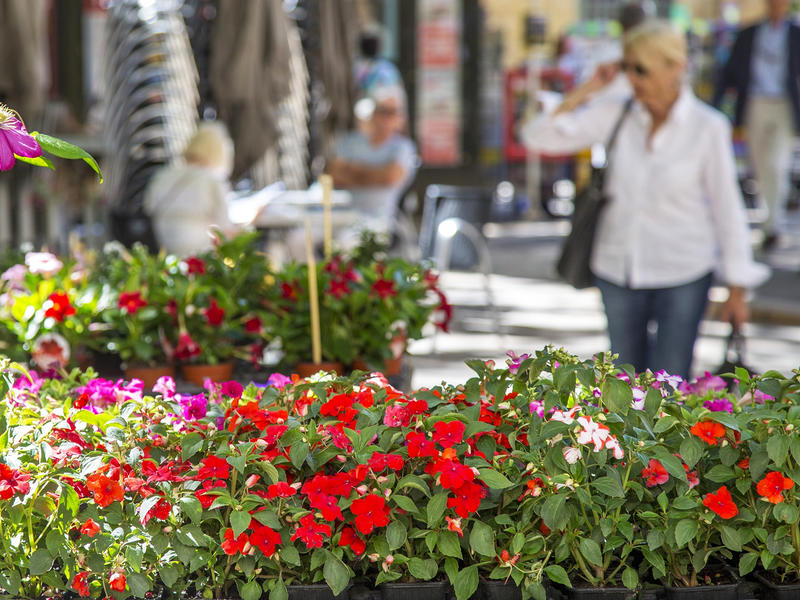 Le marché aux fleurs d'Aix-en-Provence
