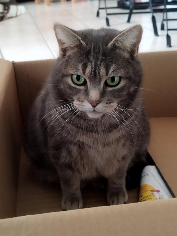 Garde et visite animaux à leur domicile