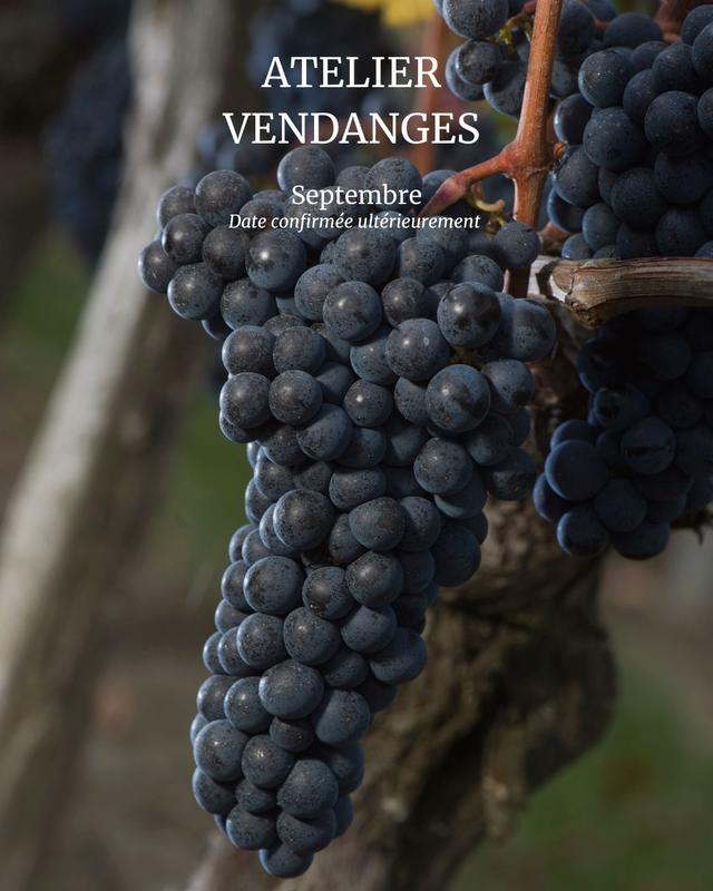 Atelier Vendanges au Château Haut Chaigneau