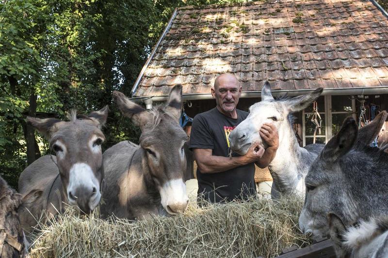 Activité : randonnée avec les ânes