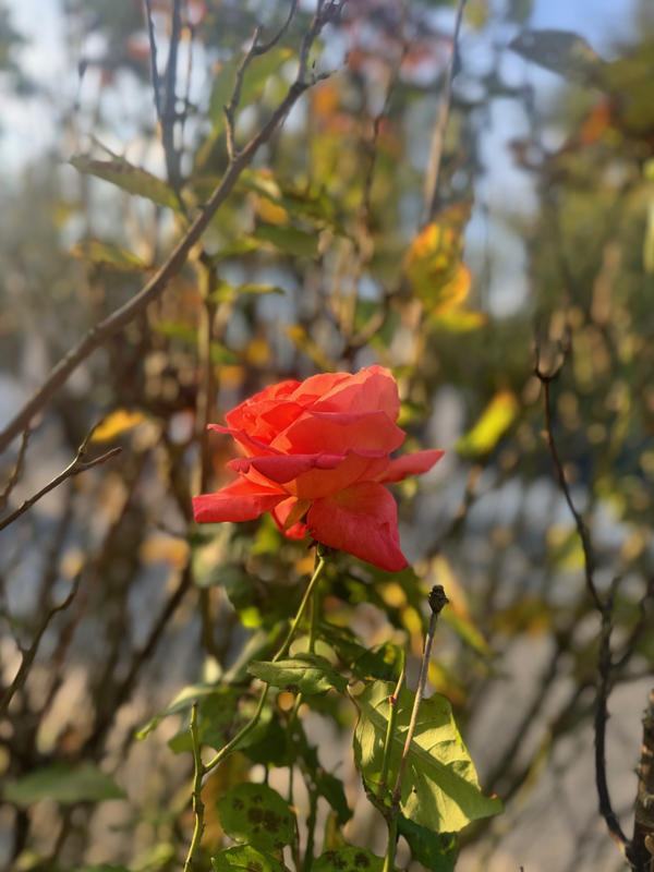 Maison - 145 m² - 7 pièces