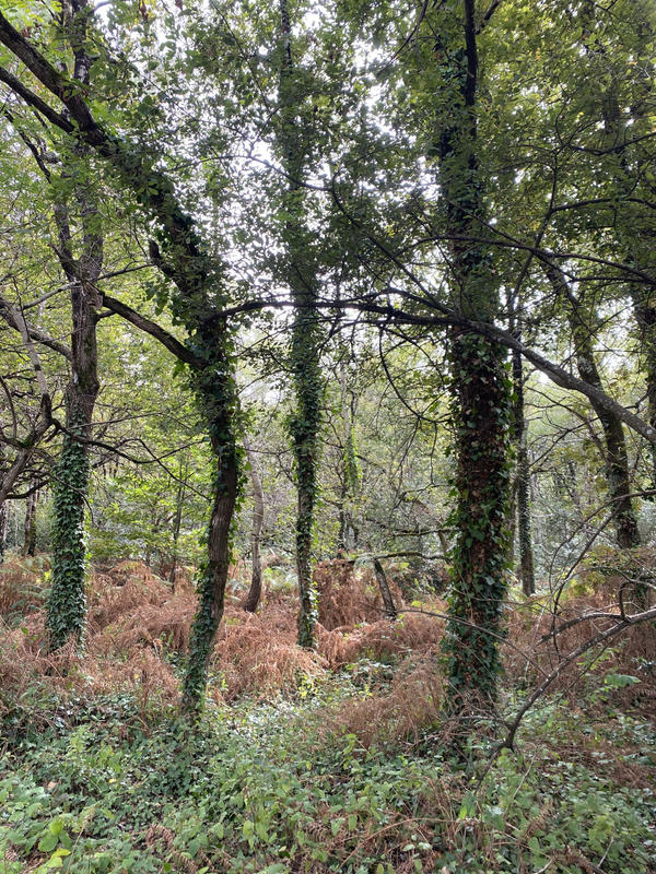 Terrain agricole - 14 000 m²