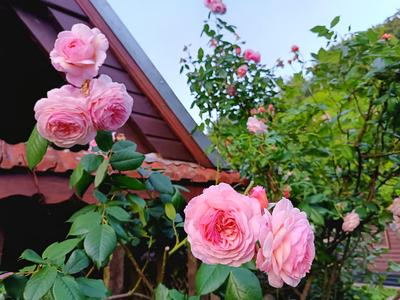 Programmation 2026 au Jardin des Hayures