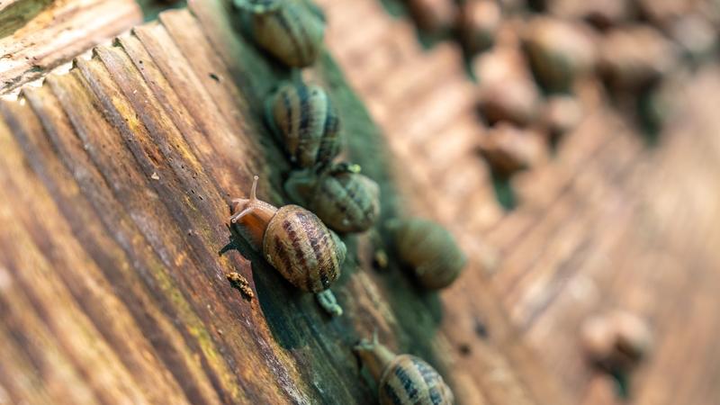 De ferme en ferme : Ferme aux escargots "Routis"
