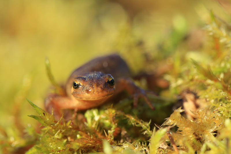 Dunes du Mont Saint-Frieux - les secrets de la mare