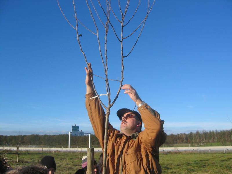 Cours de taille des arbres