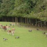 Parc Zoologique Quinquis