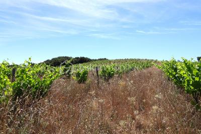 Terrain agricole - 54 432 m²