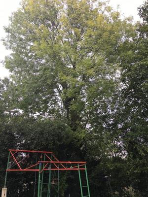 Terrain constructible - 713 m²