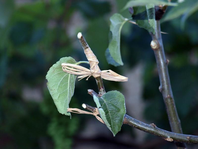 Atelier-goûter : "Apprendre à greffer !" au Jardin Bourian