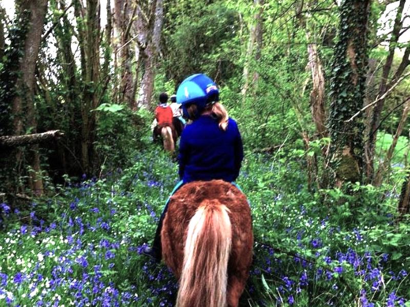 Balade à Shetland en forêt