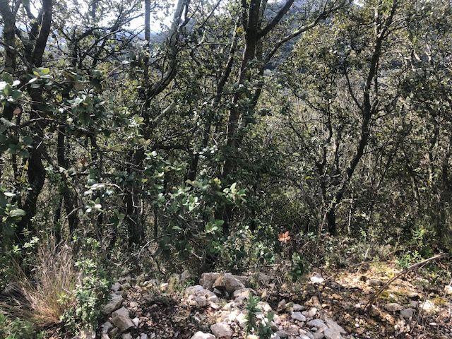 Terrain - 11 260 m²