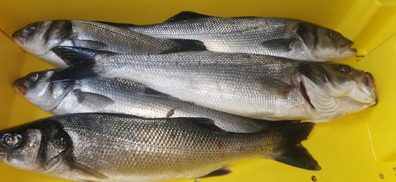 Fonds de commerce - 200 m²