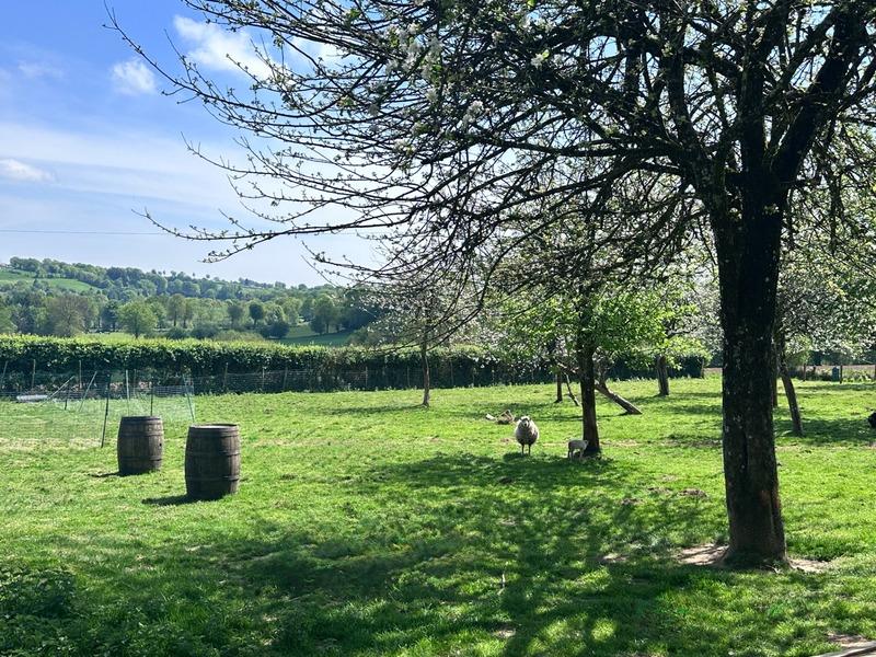 Maison en pierre - 244 m² - 7 pièces