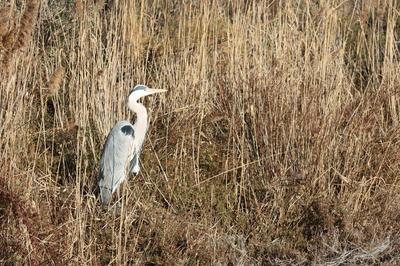 Découverte du Marais de Beauchamp et du Marais du Cassaïre