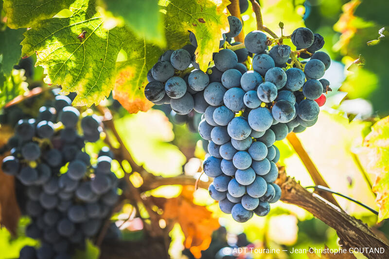 Il était un vin au Château de l'Aulée