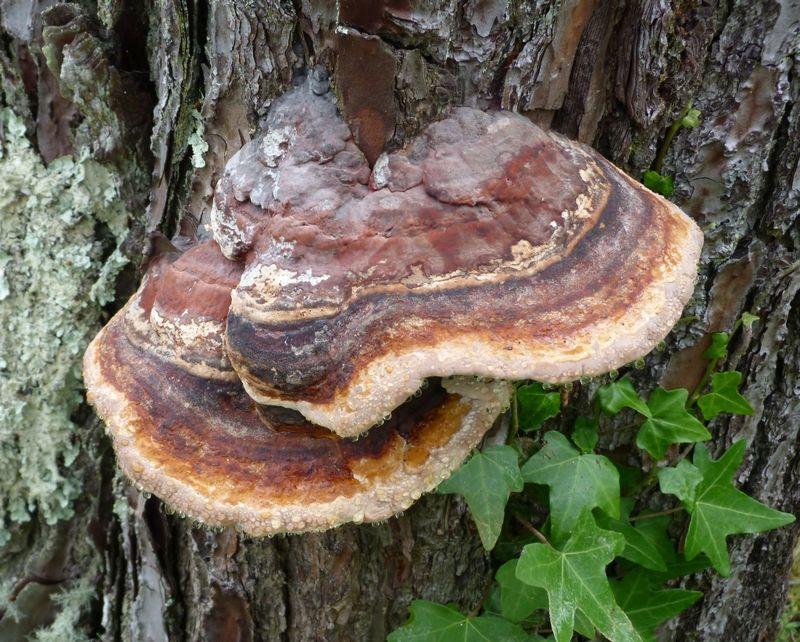 Visite Guidée : Forêt Dunaire de Camicas